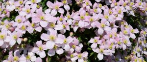Lees meer over het artikel Kruidachtige clematis bloemen