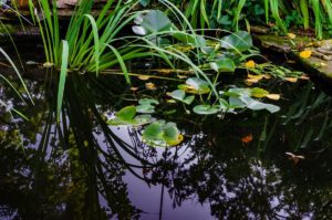 Lees meer over het artikel Waterplanten in de vijver