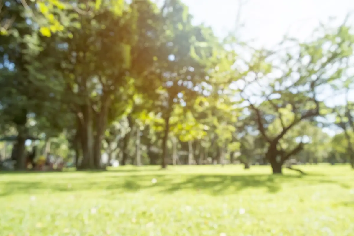 Lees meer over het artikel Bomen in de tuin