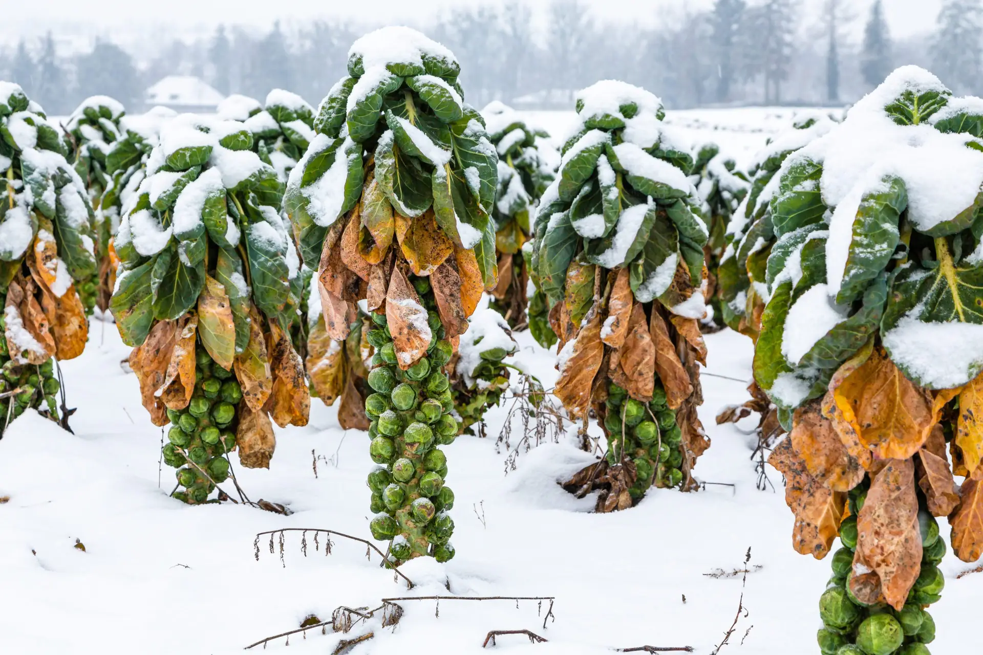 Lees meer over het artikel Winter Tuinieren