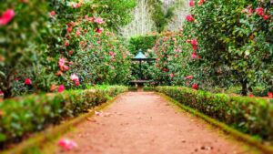 Lees meer over het artikel Tien populaire bloemen om te kweken in je tuin